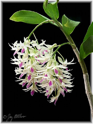 Dendrobium Amethystoglossum