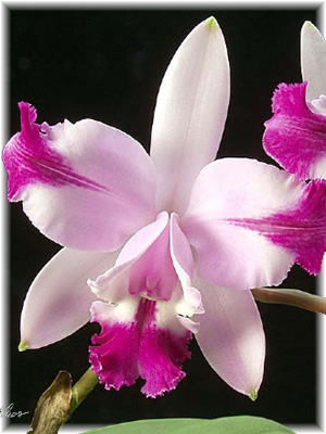 Каттлея (Cattleya)