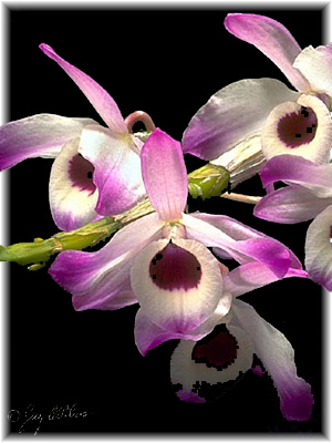 Дендробиум (Dendrobium nobile Lindl.)